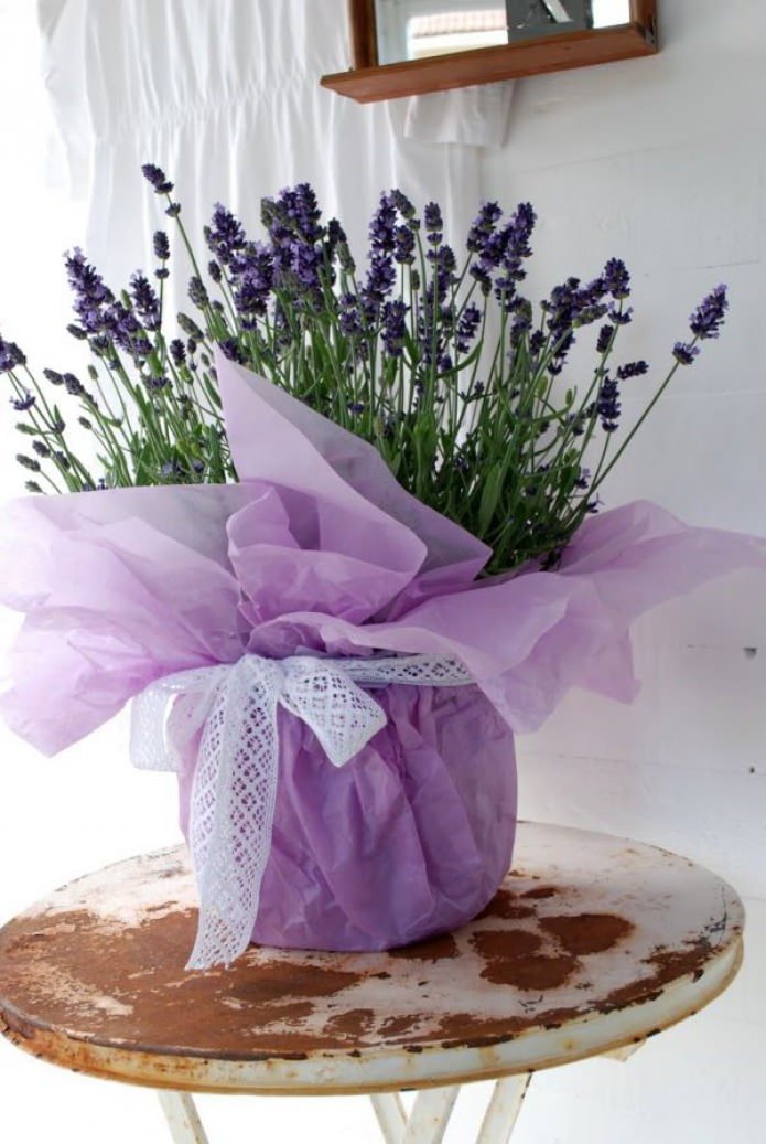 lavender in a pot