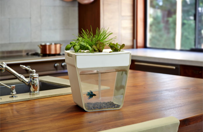 décoration d'aquarium design