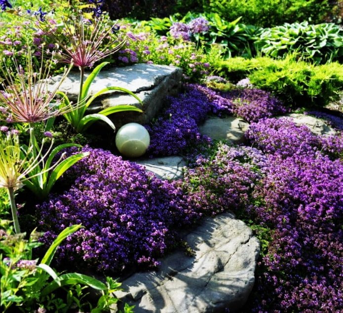 plantes rampantes pour rocailles