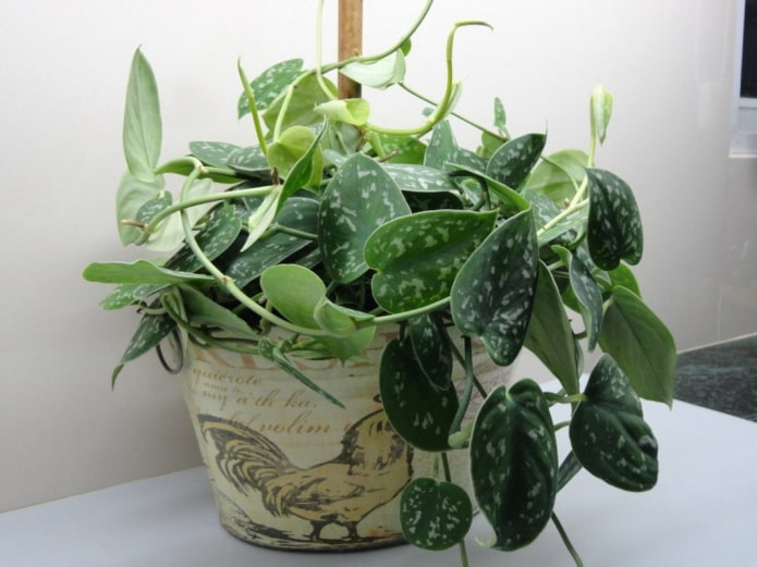 Scindapsus