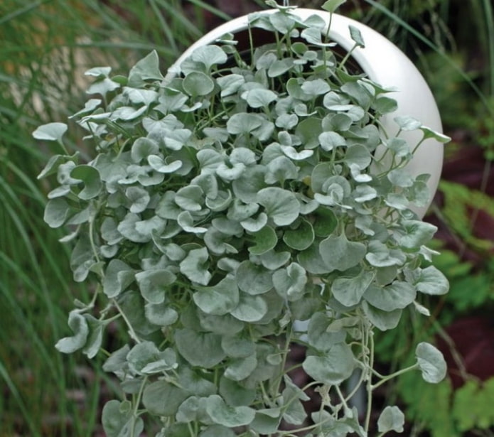 Dichondra