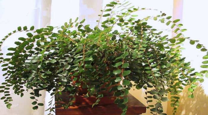 Pelleya