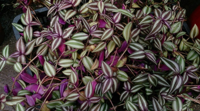 Tradescantia