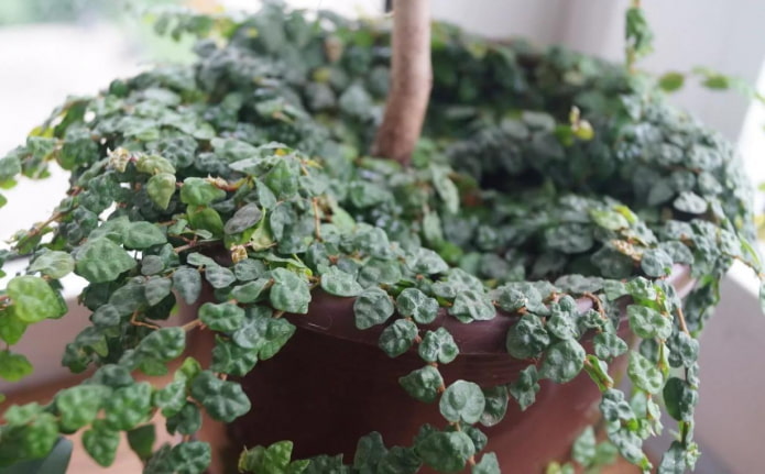 Ficus Pumila