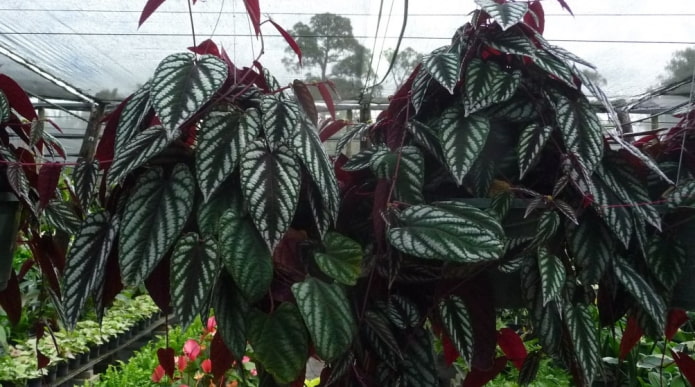 Cissus