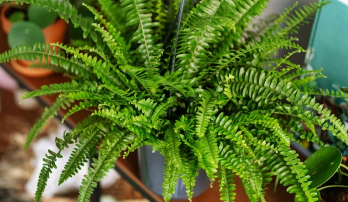 Nephrolepis
