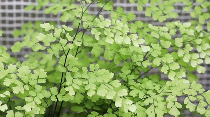 Adiantum