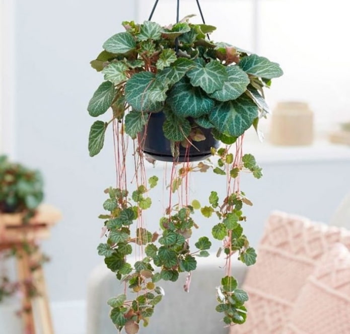 Saxifrage