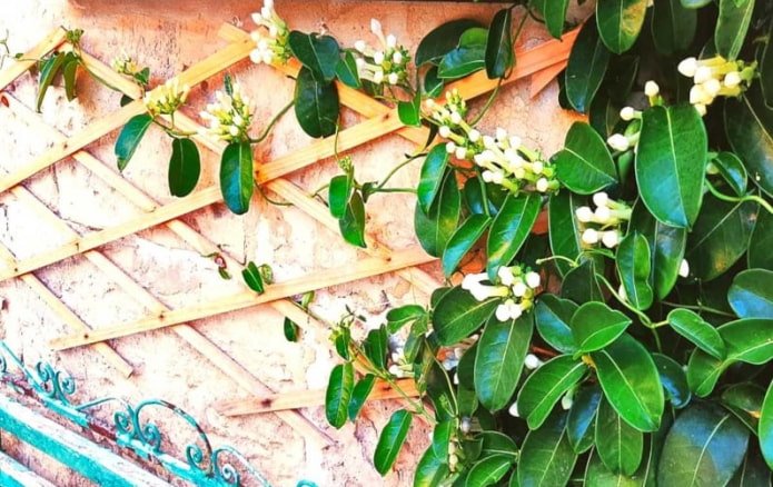 Stephanotis