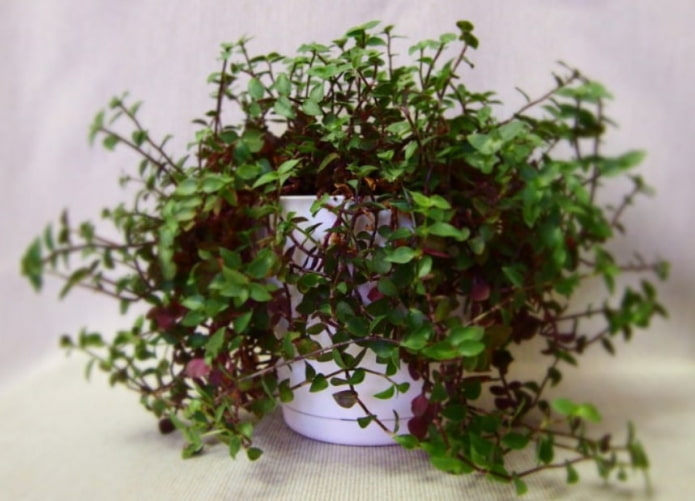 Callisia