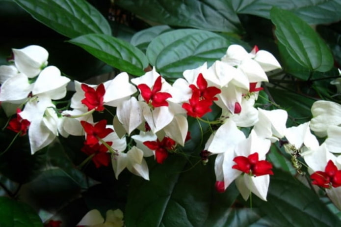 Clerodendrum