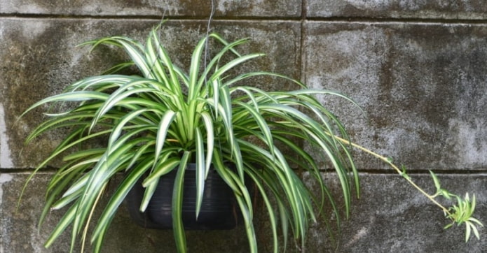 Chlorophytum