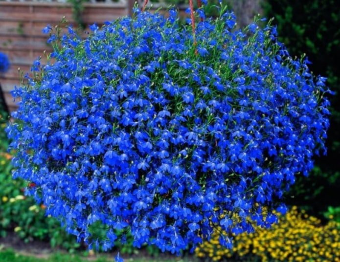 Lyubelia