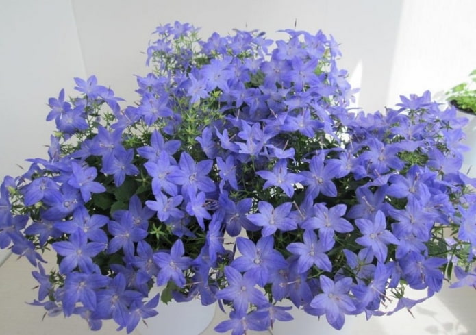 Campanula