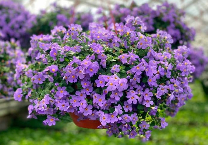 Bacopa