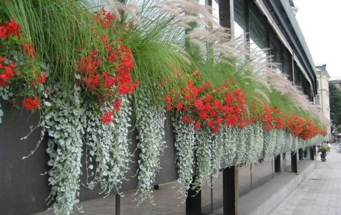 Dichondra