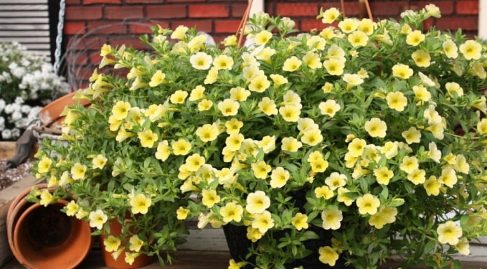 Calibrachoa