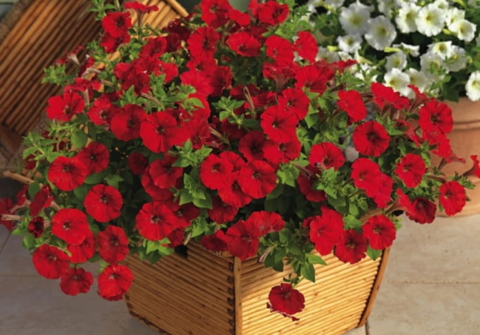 Petunia