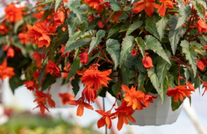 Begonia