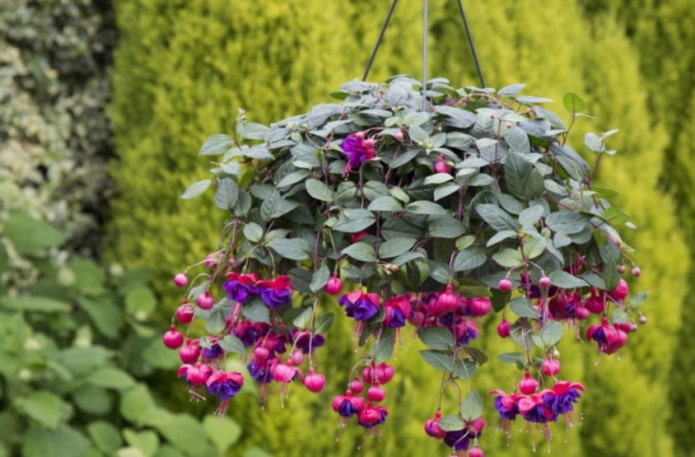Fuchsia