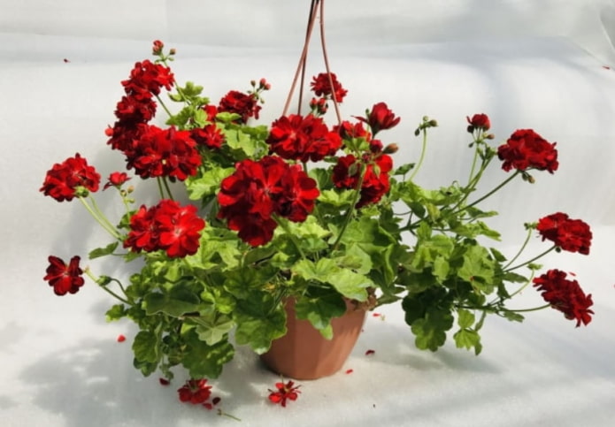 Pelargonium