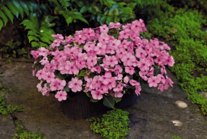 Impatiens