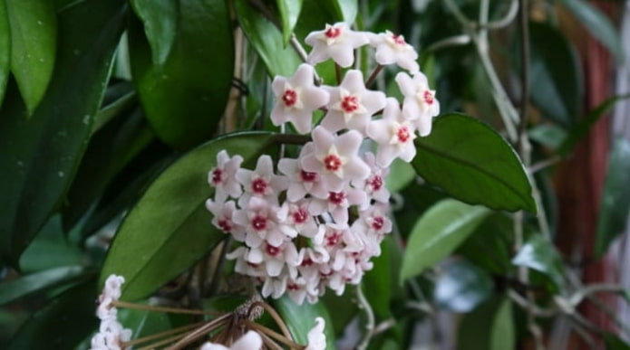 Hoya