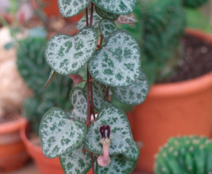 Ceropegia
