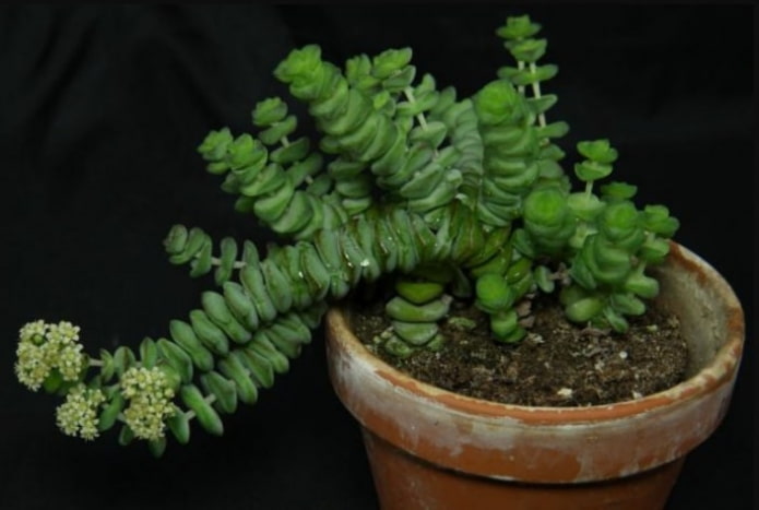 Crassula