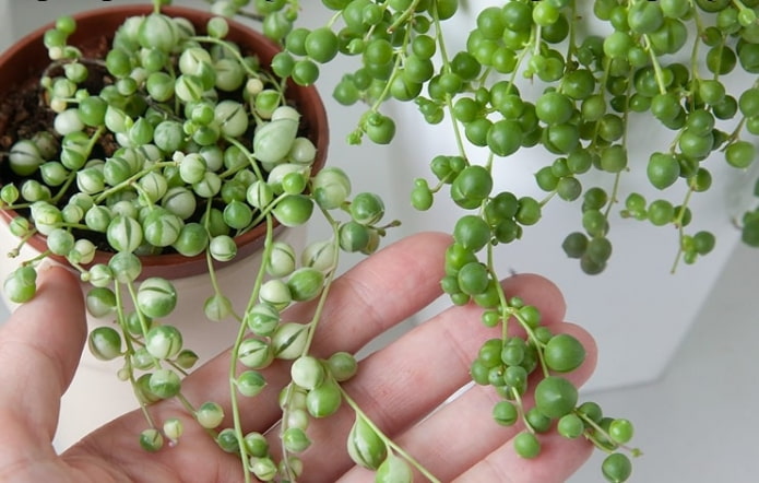 Senecio