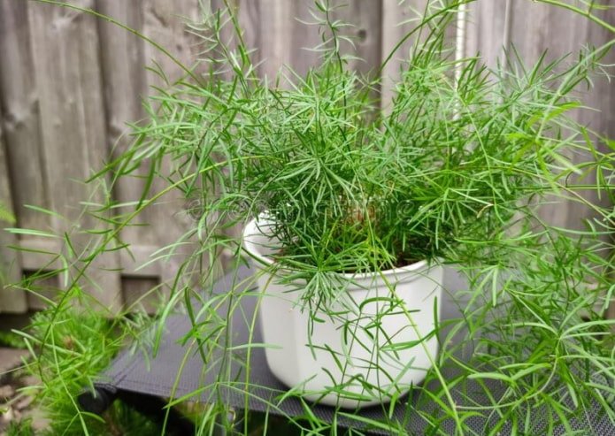 Asparagus