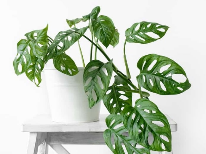 Monstera