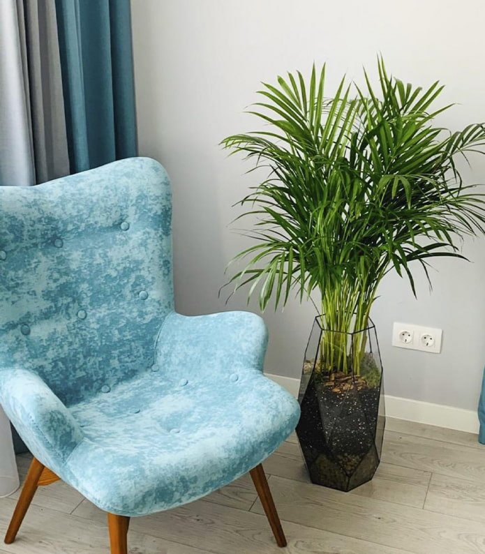 Dypsis dans un pot de fleurs élégant