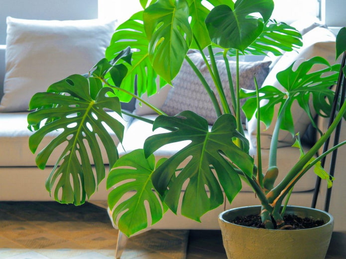 Monstera en pot