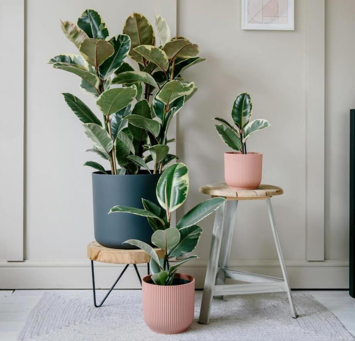 Ficus à grandes feuilles d'intérieur