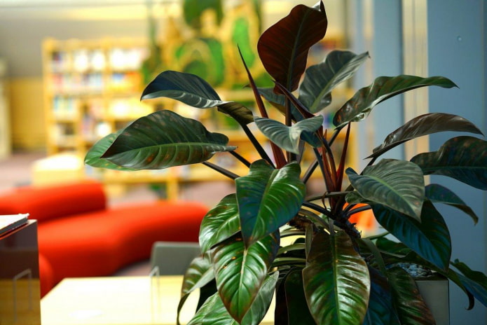 Plante ornementale à grandes feuilles