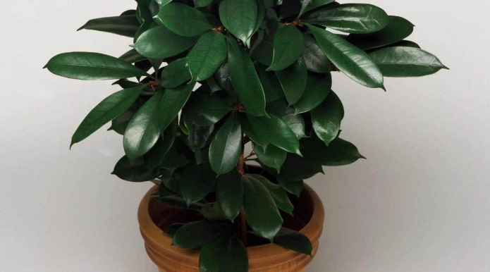 Feuilles vertes intenses du Ficus cyatistipula