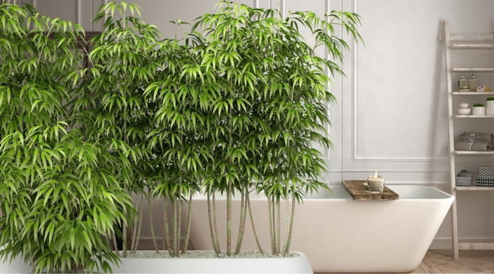 Bambou en pot poussant dans la salle de bain