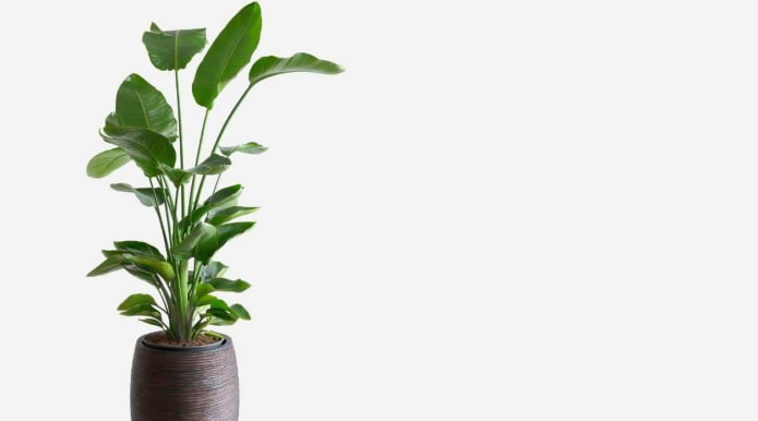 Grand Strelitzia en pot