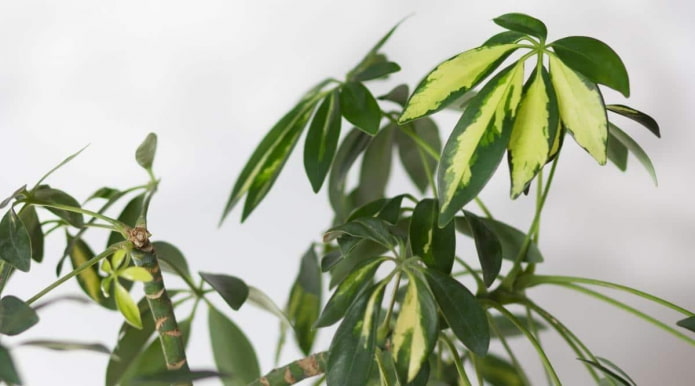 Schefflera arborescent bicolore