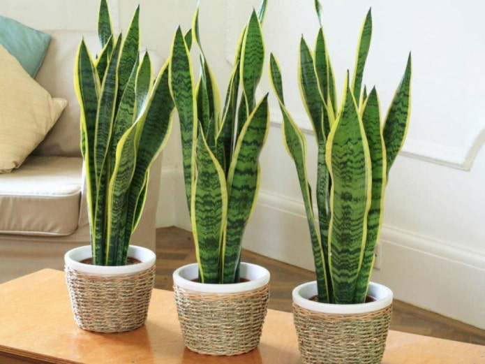 Sansevieria trifoliate in the interior