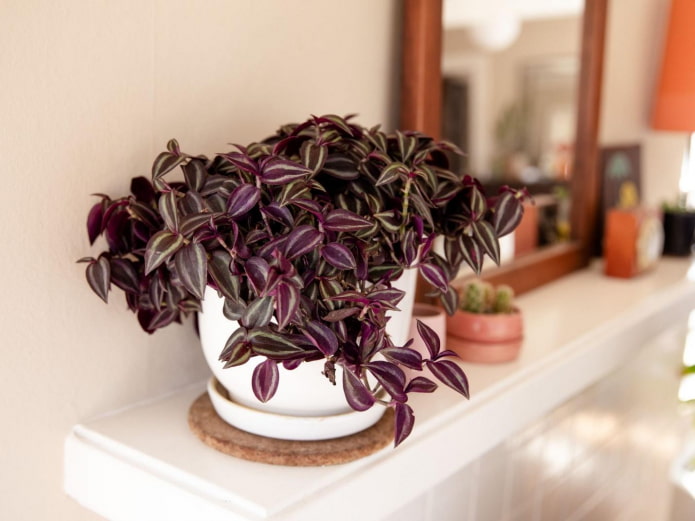 Dense Tradescantia Zebrina