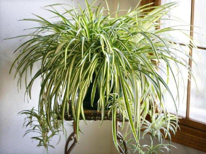 Chlorophytum en intérieur