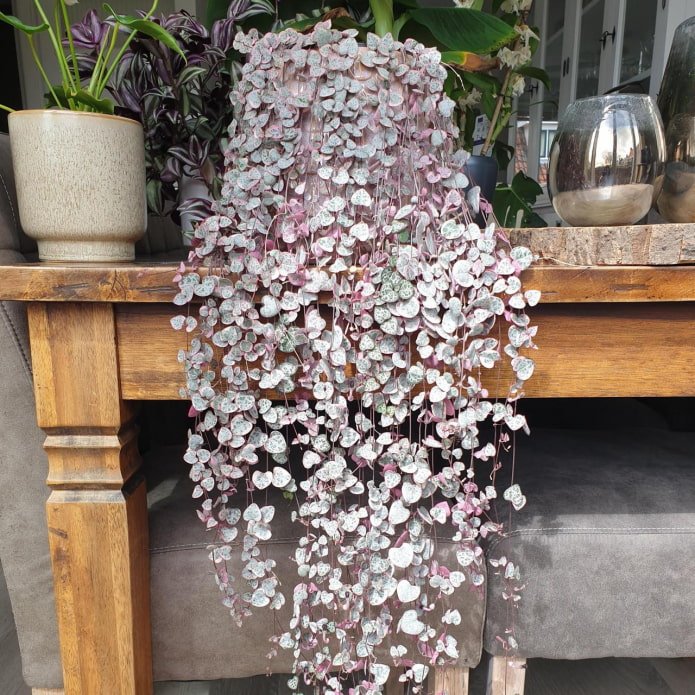 Plante adulte de Ceropegia woodii