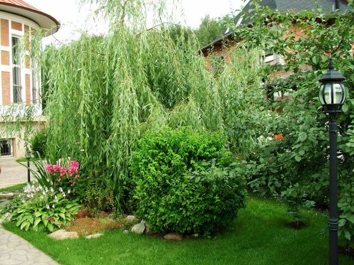 Saule blanc