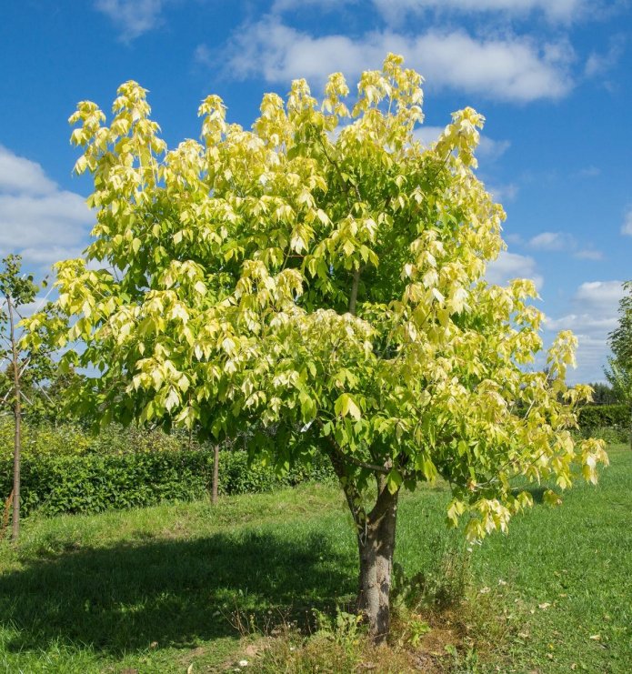 érable à feuilles de frêne