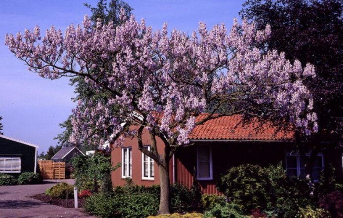 Paulownia