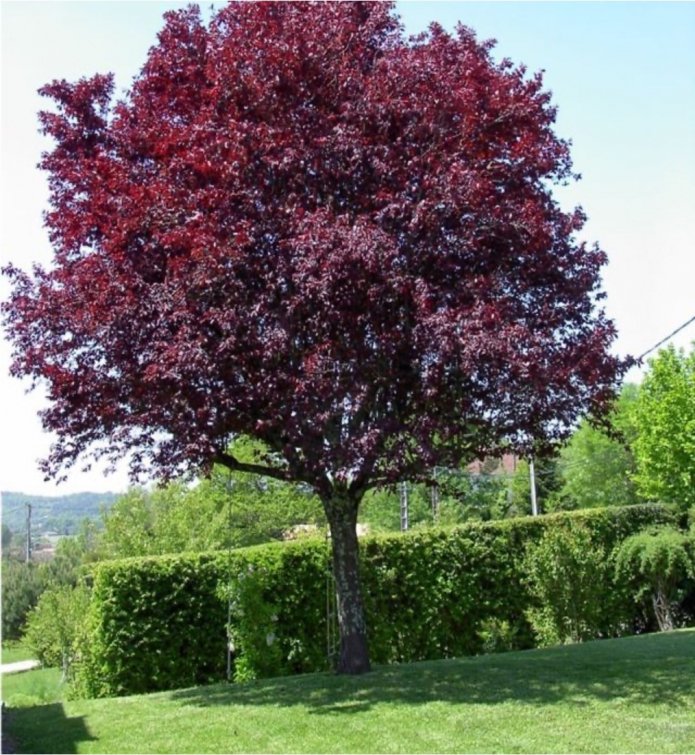Cerisier à feuilles rouges