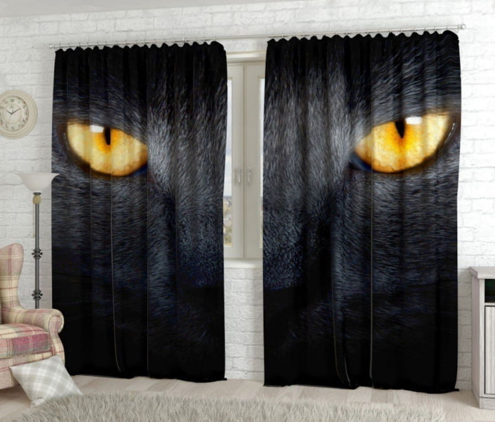 photo rideaux avec un chat