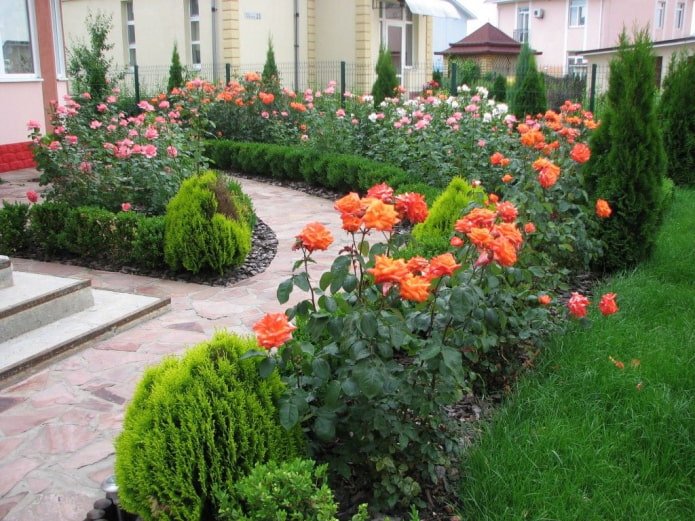 roses